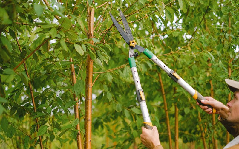 Tree trimming in Weyauwega, WI